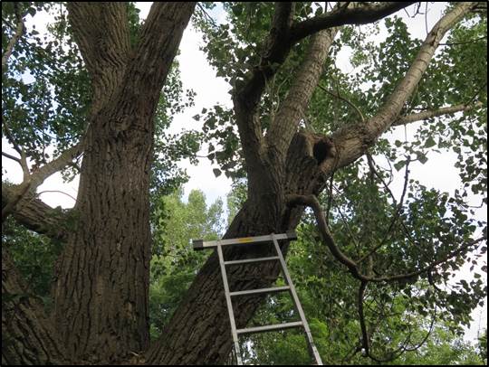 Aushöhlung in alten/großwüchsigen Bäumen als Kriterium für potentielle Brut- oder Schlafquartiere für xylobionte Käfer und Fledermäuse (SCHÖNBRODT)